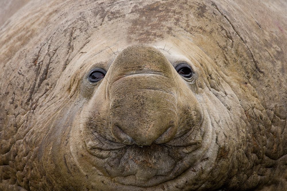 South Georgia, Elsehul Bay. Close-up of adult southern elephant seal face.